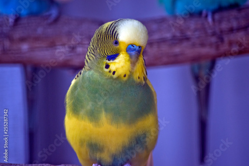 A close up of a yellow parakeet