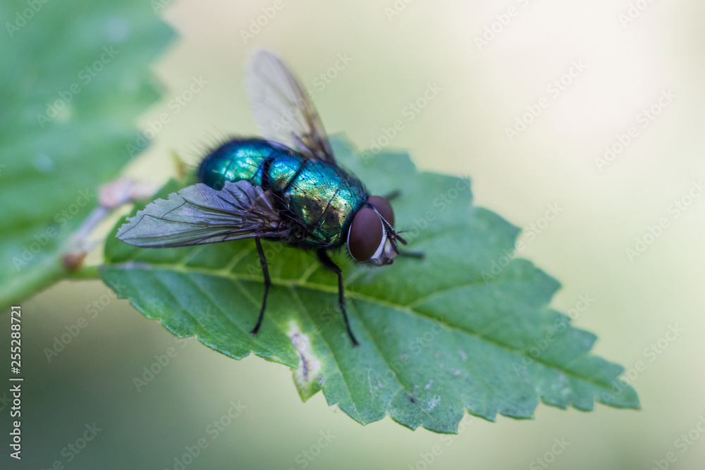 Close up of a fly sitting on the green leaf, blurred background Close up of a fly sitting on the green leaf, blurred background