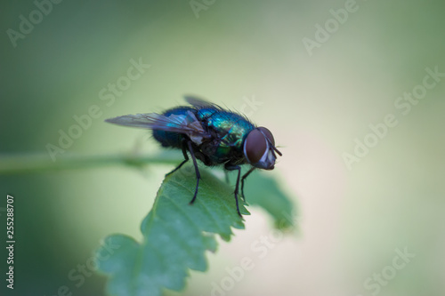 Close up of a fly sitting on the green leaf, blurred background
