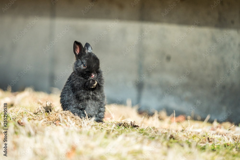 Obraz premium cute tiny black bunny sitting on dry grass field under the sun brushing its nose with its paws 