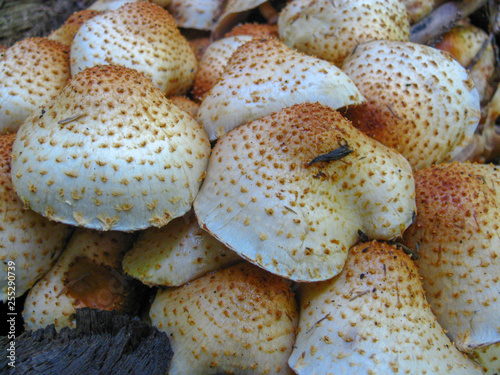 close up of mushrooms with orange spots