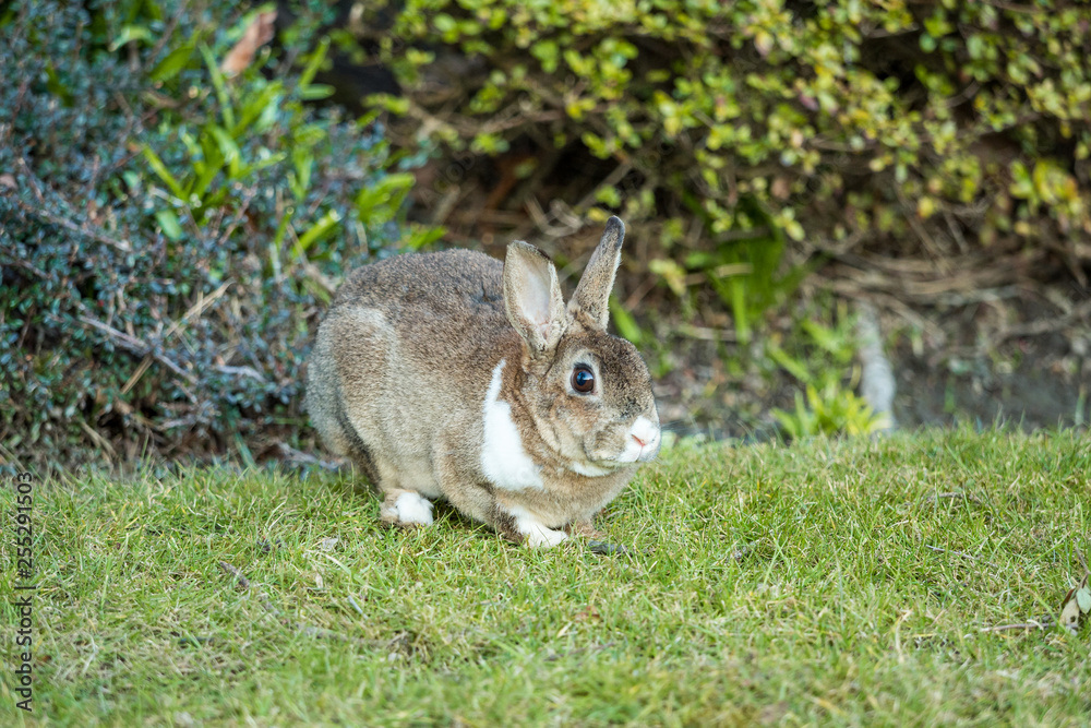 Fototapeta premium side portrait of beautiful brown rabbit with white shoulder hair sitting on the green grass besides bushes