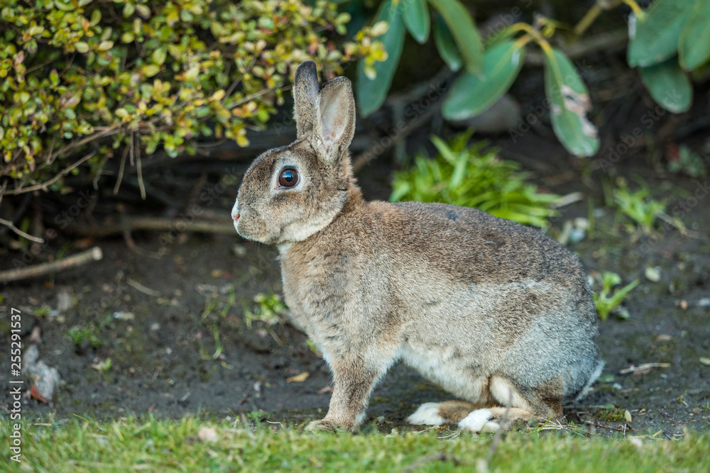 Fototapeta premium side portrait of beautiful brown rabbit sitting on the green grass besides bushes