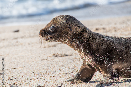 Galapagos Sea Lion Seal Cub pup