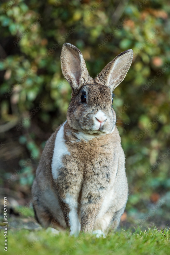 Obraz premium close up portrait of beautiful brown rabbit with white shoulder hair sitting on the green grass besides bushes facing your way