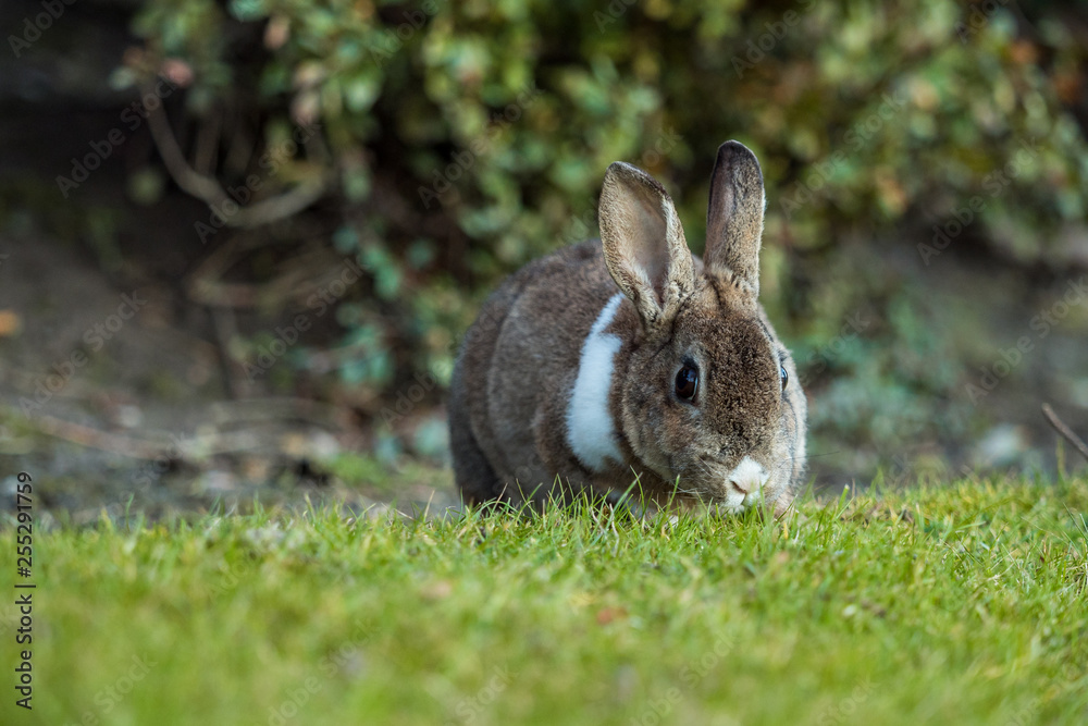 beautiful brown rabbit with white shoulder hair eating on the green grass besides bushes facing your way beautiful brown rabbit with white shoulder hair eating on the green grass besides bushes facing your way