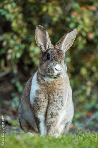 close up portrait of beautiful brown rabbit with white shoulder hair sitting on the green grass besides bushes facing your way
