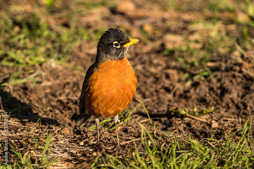 one young america robin resting on grassy ground looking around under the sun in the park
