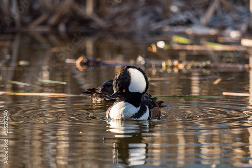 one male Hooded Merganser duck swimming in the pond under the sun with reflection on water surface photo