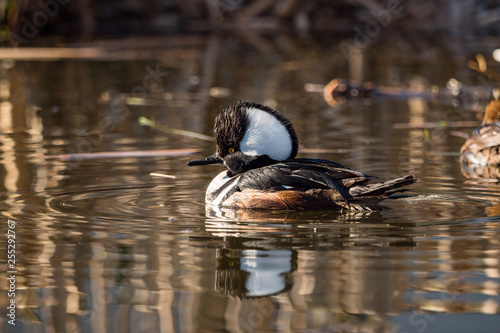 one male Hooded Merganser duck swimming in the pond under the sun with reflection on water surface photo