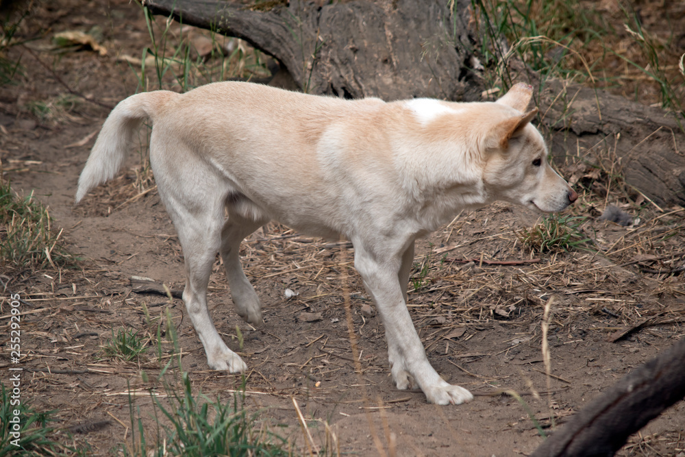 a white dingo in a park a white dingo in a park