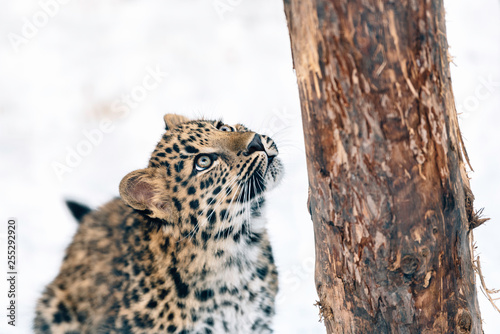 jaguar looking up