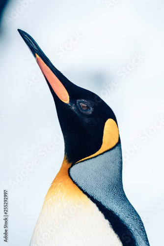 king penguin looking up