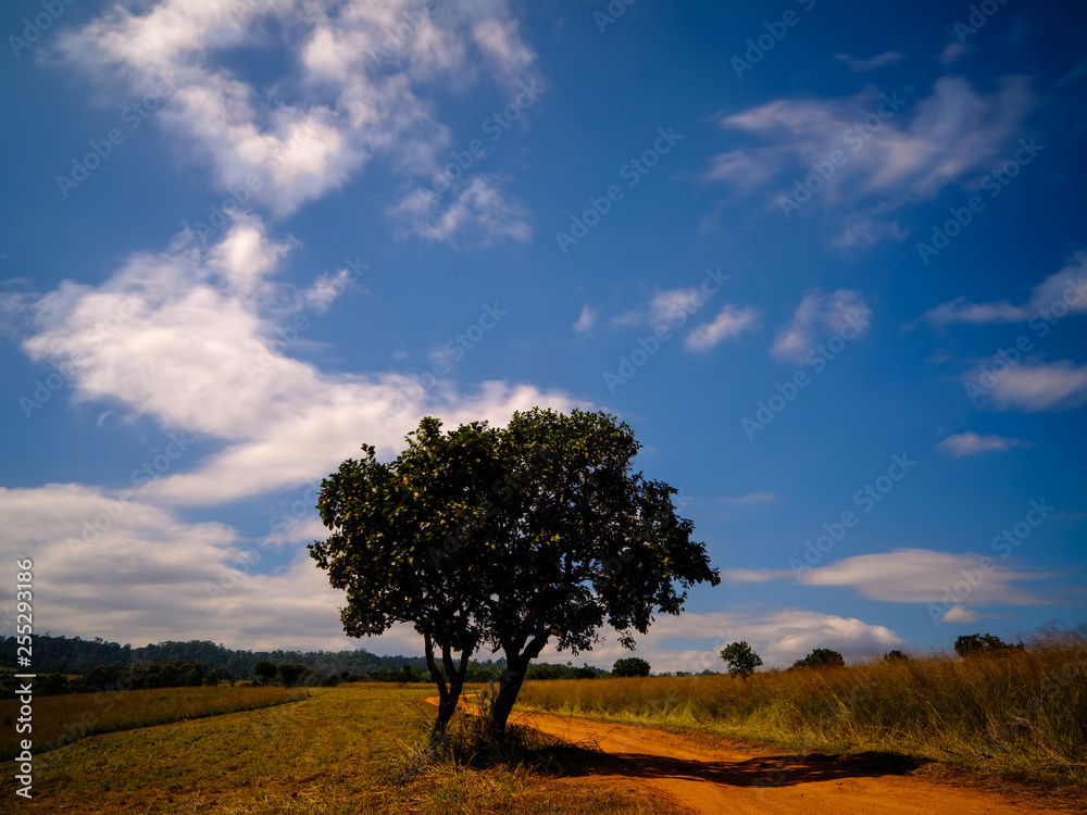 Fototapeta premium Big tree with sky background 