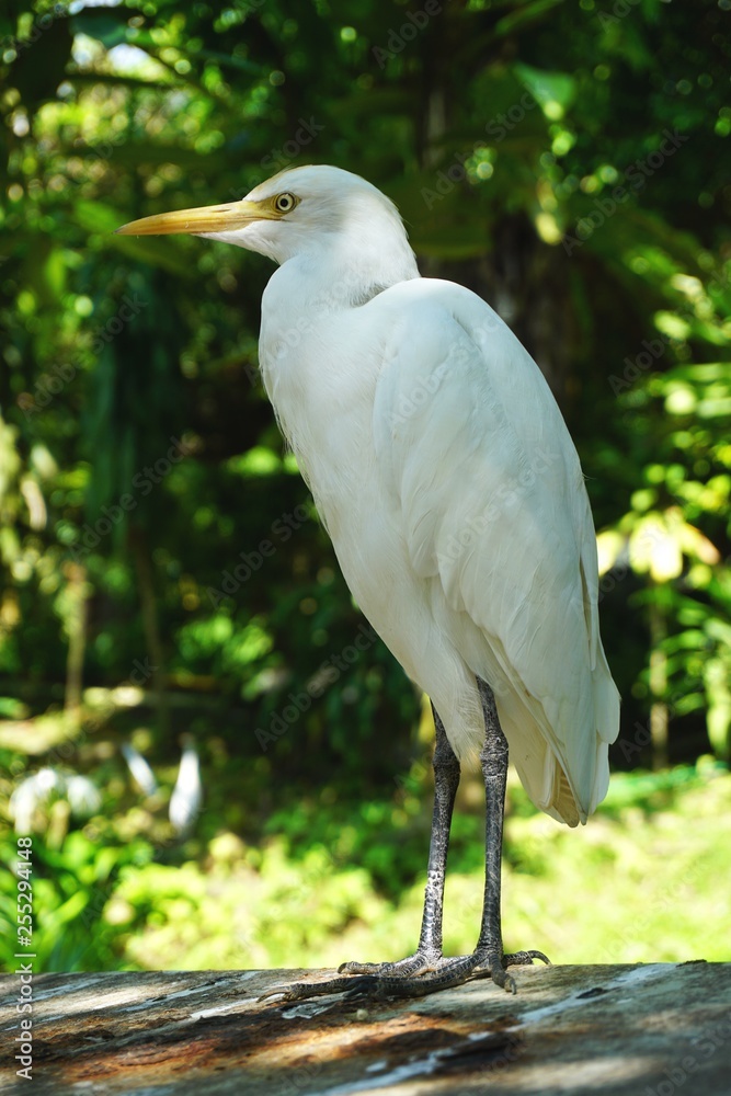 Proud white egret vertical standing portrait Proud white egret vertical standing portrait