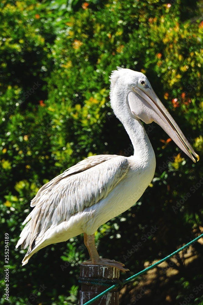 Posing pelican in natural setting vertical outdoor side view