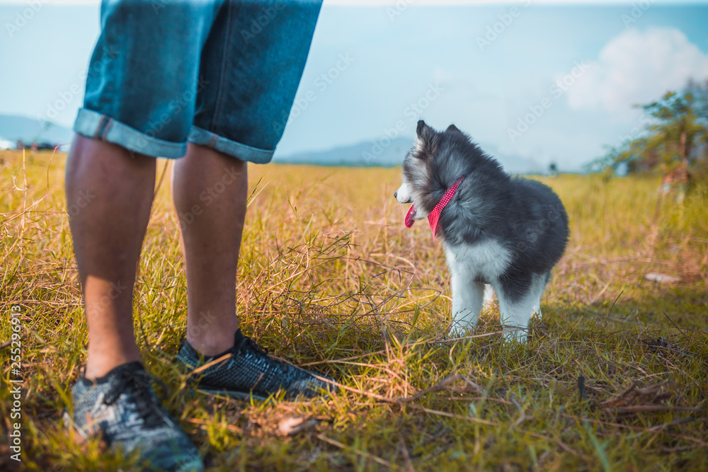 Man with Pet Siberian husky dog enjoy at outdoor. Man with Pet Siberian husky dog enjoy at outdoor.