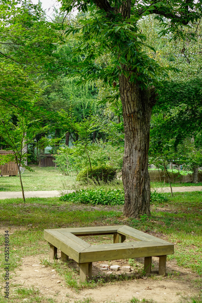 Green trees in the park at Namiseom Green trees in the park at Namiseom