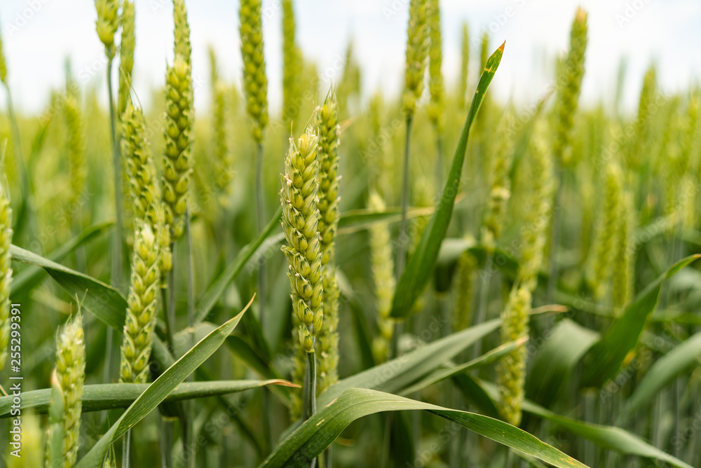 Ears of wheat on a spring green field