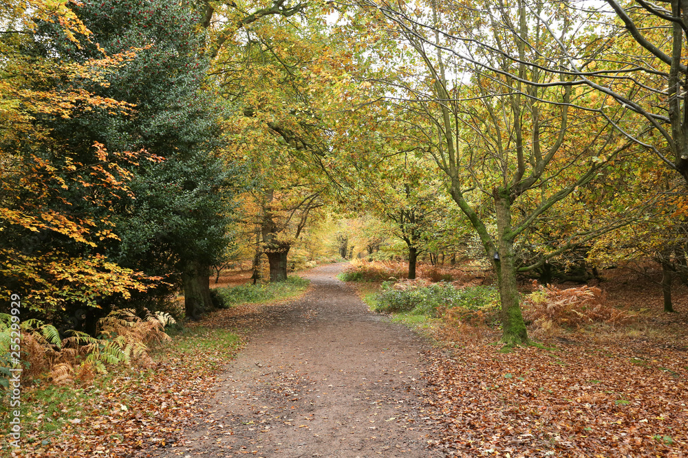Fototapeta premium A landscape view of a Forest in the UK in autumn. 