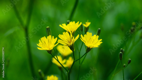 Flower of Crepis tectorum or Narrowleaf Hawksbeard close-up with bokeh background, selective focus, shallow DOF