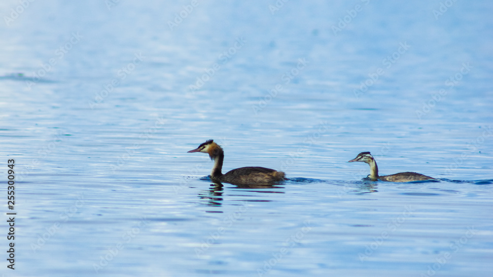 custom made wallpaper toronto digitalAdult and young great crested grebe or Podiceps cristatus swimming at lake portrait, selective focus, shallow DOF