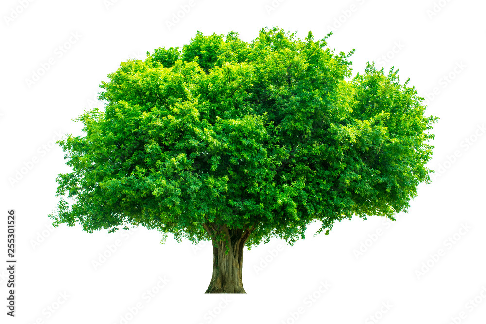 Green leaf foliage on a white background. Clipping Path Maerua siamensis (Kurz) Pax. Green leaf foliage on a white background. Clipping Path Maerua siamensis (Kurz) Pax.