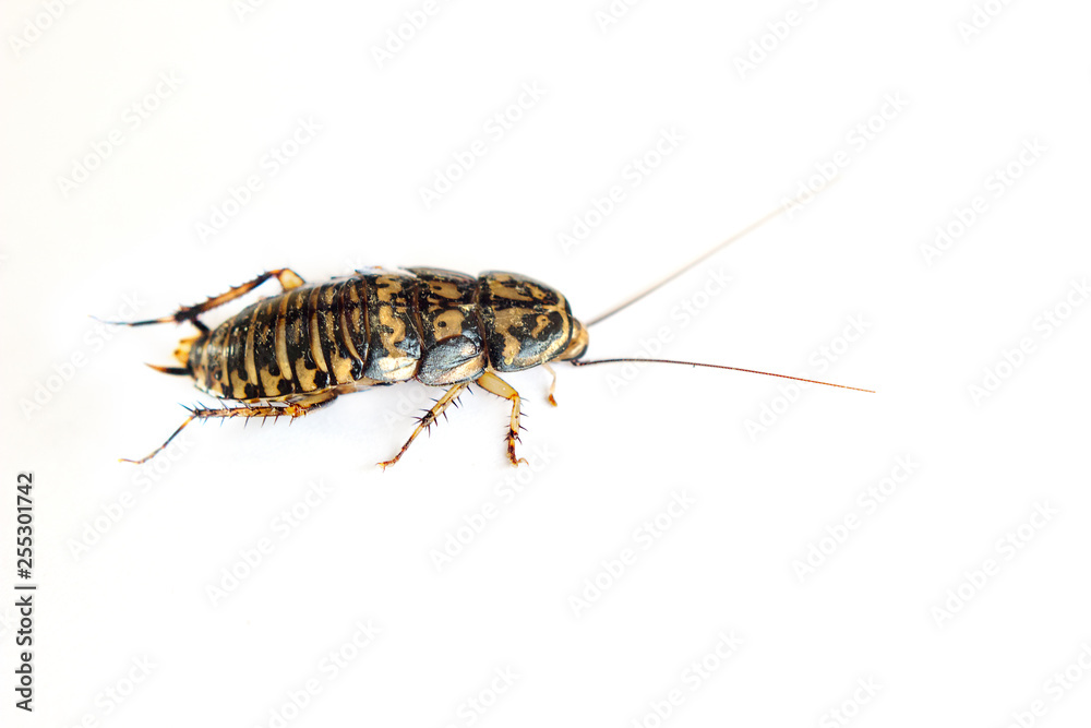 close-up cockroach isolated on white background