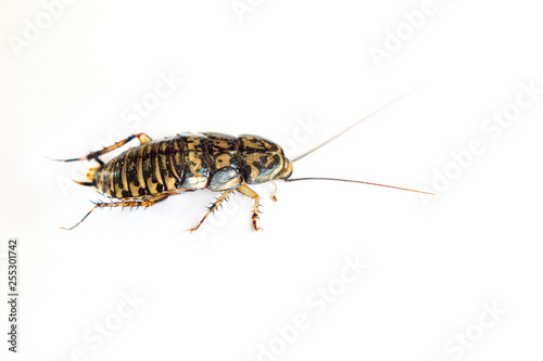 close-up cockroach isolated on white background © NokHoOkNoi