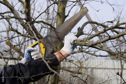 Cutting a tree branch with a hand garden saw.
