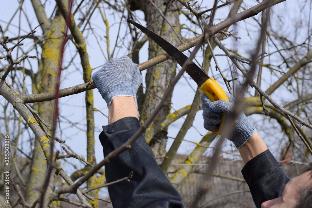 Fototapeta premium Cutting a tree branch with a hand garden saw.