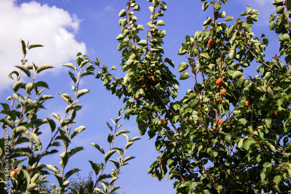 Branch with ripe apricots on the background of the blue sky, the collection of useful fruits, background Branch with ripe apricots on the background of the blue sky, the collection of useful fruits, background