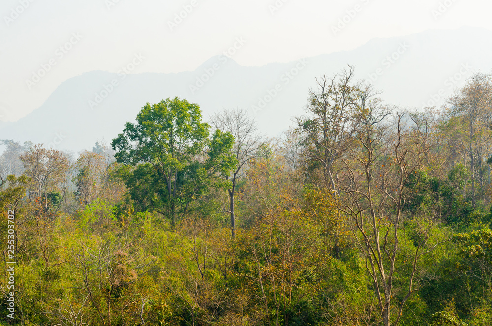 trees in forest landscape and mountains view with haze at summer of Thailand