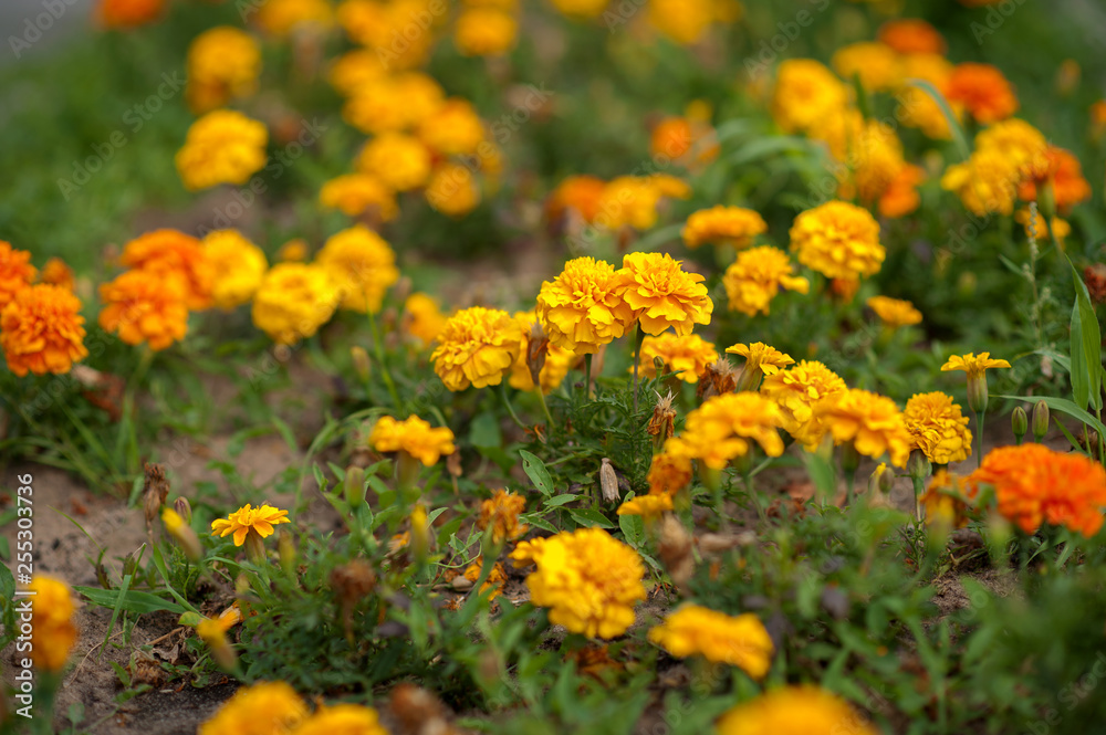 yellow flowers grow on the ground