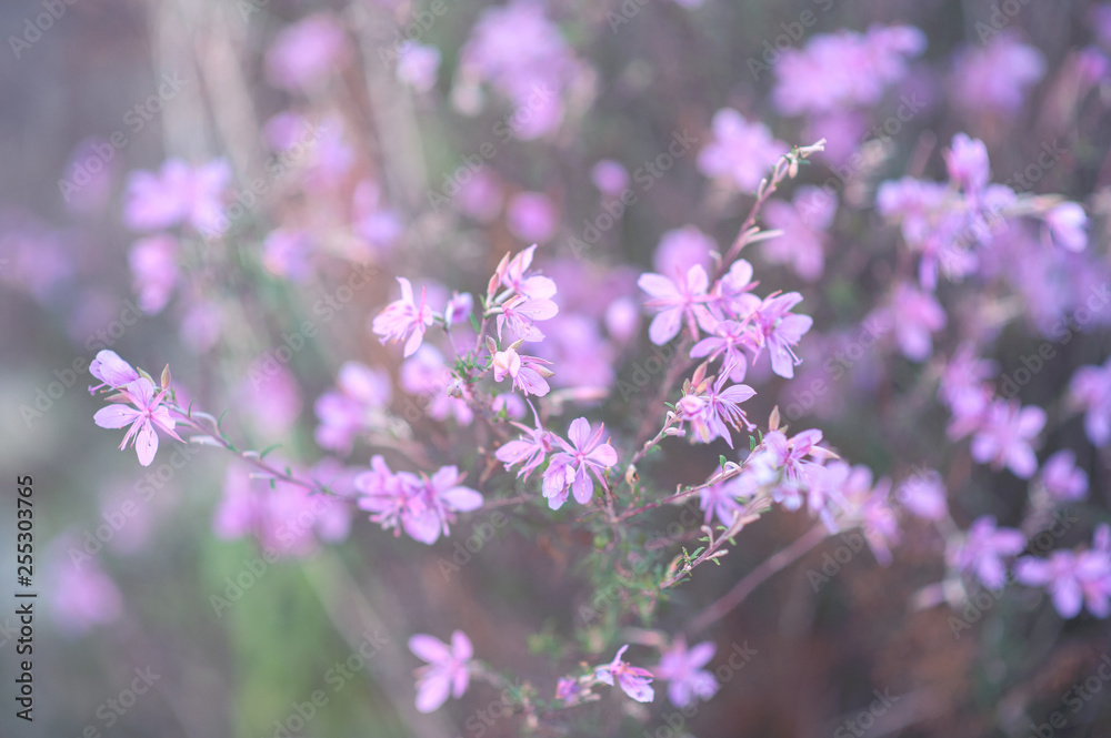 purple flowers in nature