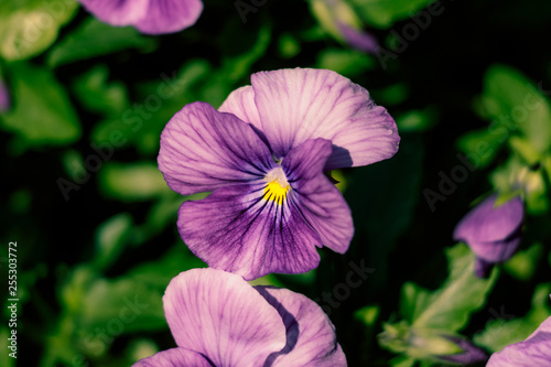 Beautiful Flower in Thailand Arboretum