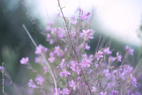 purple flowers in nature