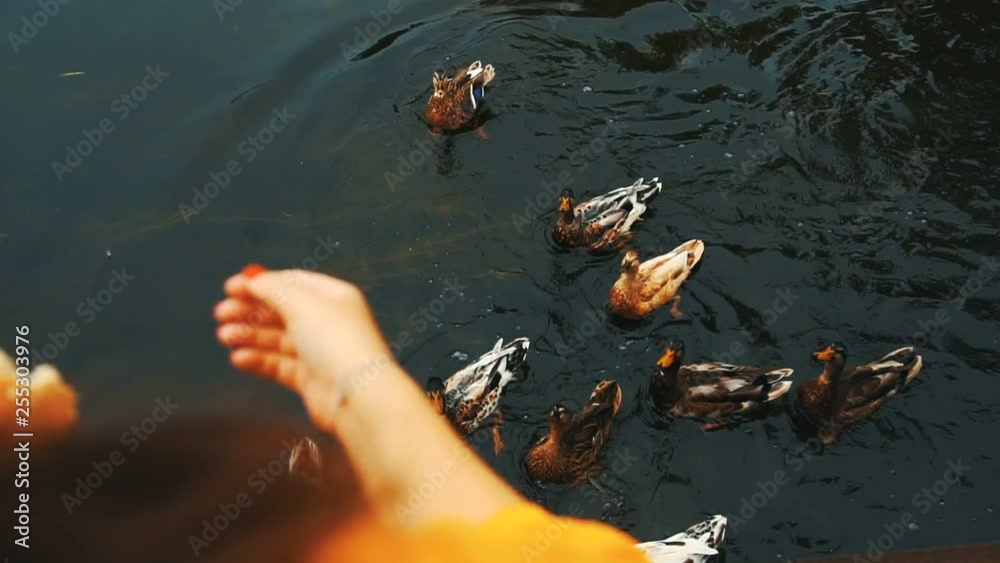 A woman feeding on a river ducks Bird feeding in winter. Close-up view
