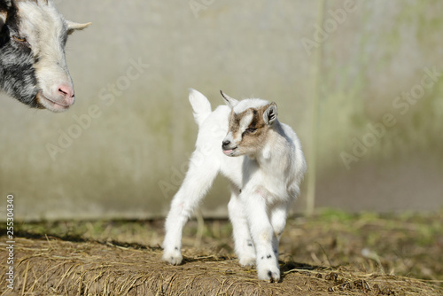 white goat kid standing on straw in front of shed