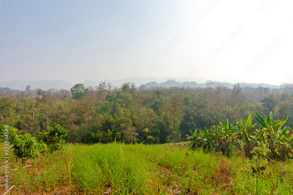 trees in forest landscape and mountains view with haze at summer of Thailand