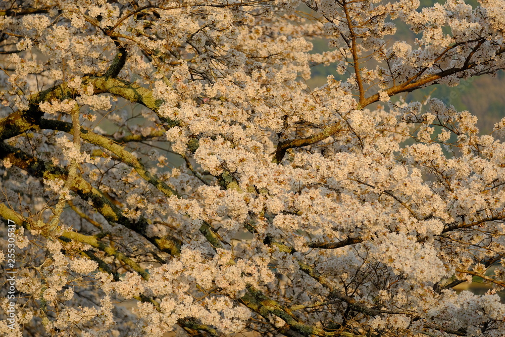 Obraz premium 夕日を浴びる桜の花