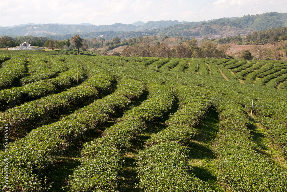 Chiang Rai Province Thailand, tea plantation with forest in background