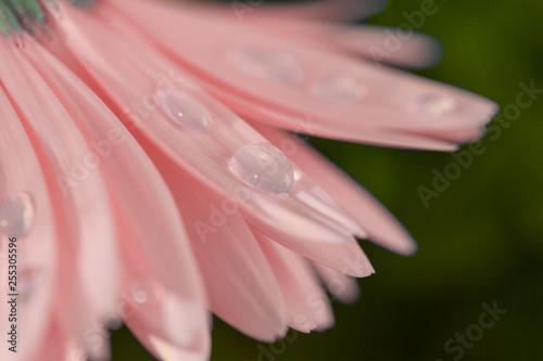 Fotografia Close up gentle pink of Gerbera flower with water drops