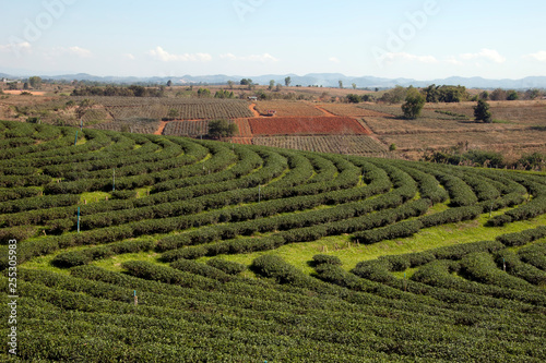 Chiang Rai Thailand, tea plantation with cleared land for planting in background