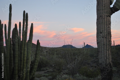 Cactus Desert Sky Landscape