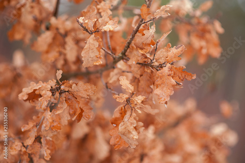 oak leaves on a branch against the backdrop of nature © Юлия Васильева
