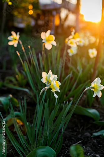 Fototapeta Naklejka Na Ścianę i Meble -  Spring background of daffodils flowers in the sunset. Beautiful blooming  flowerbed full of narcissus in sunshine. Natural backdrop for Easter holiday  or women day, 8 of march card. Floral gift