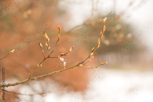 buds bloom on a branch