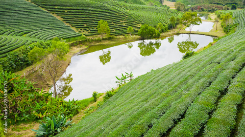 aerial view agricultural area green tea on the mountain at doi chiang rai Thailand