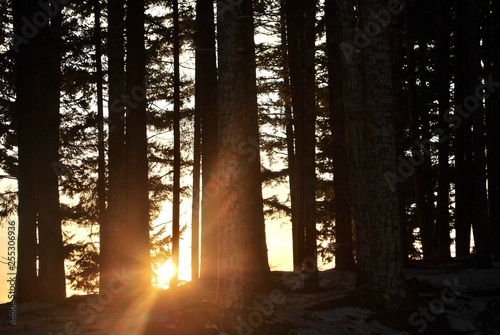 Redwoods Silhouette